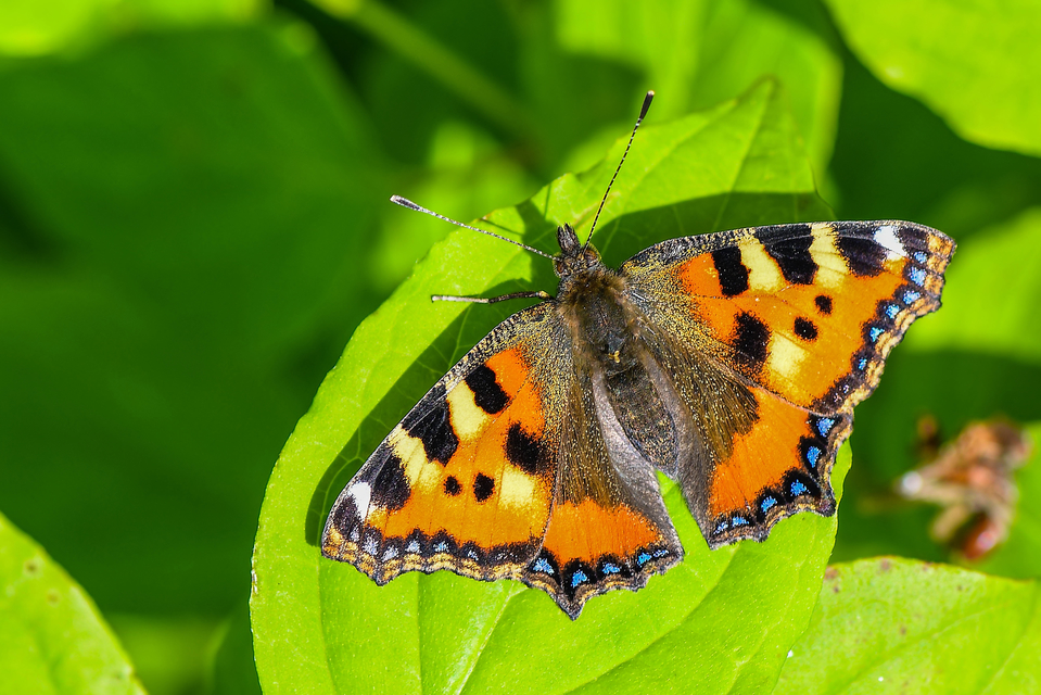 Nymphalis urticae - kis rókalepke