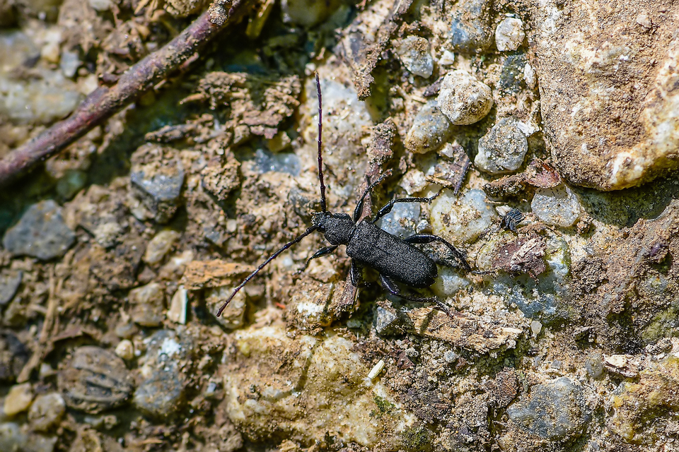 Ropalopus macropus - kis facincér Ropalopus macropus - kis facincér