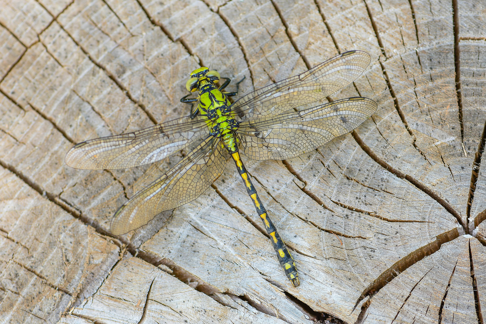 Ophiogomphus cecilia - zöld folyami-szitakötő
