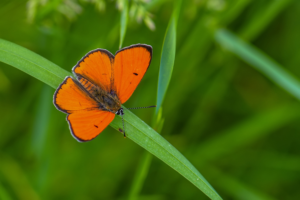 Lycaena dispar rutilus - nagy tűzlepke