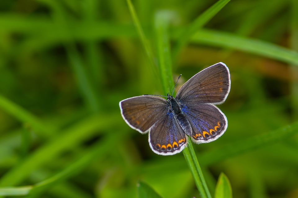 Plebejus argyrognomon - tintakék boglárka
