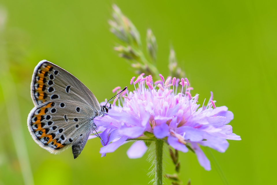 Plebejus argyrognomon - tintakék boglárka