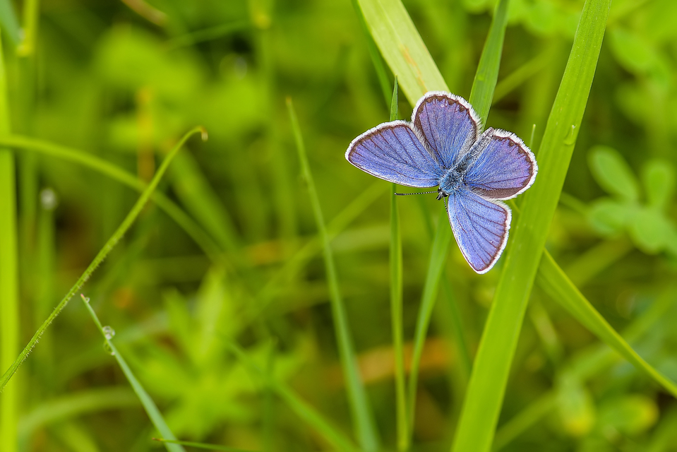 Cyaniris semiargus - aprószemes boglárka