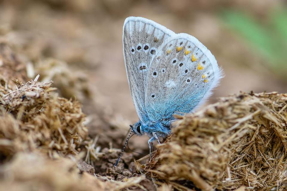 Polyommatus dorylas - fénylő boglárka