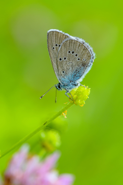 Cyaniris semiargus - aprószemes boglárka