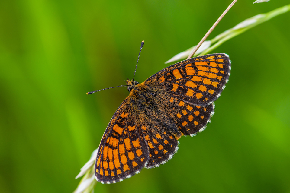 Melitaea athalia - közönséges tarkalepke