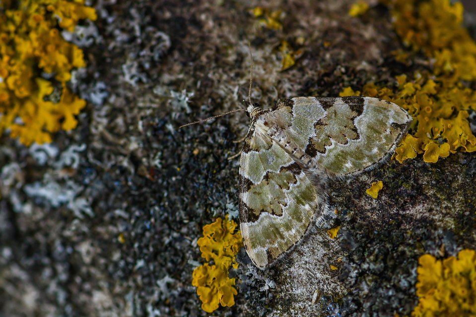 Colostygia pectinataria - zöld levélaraszoló