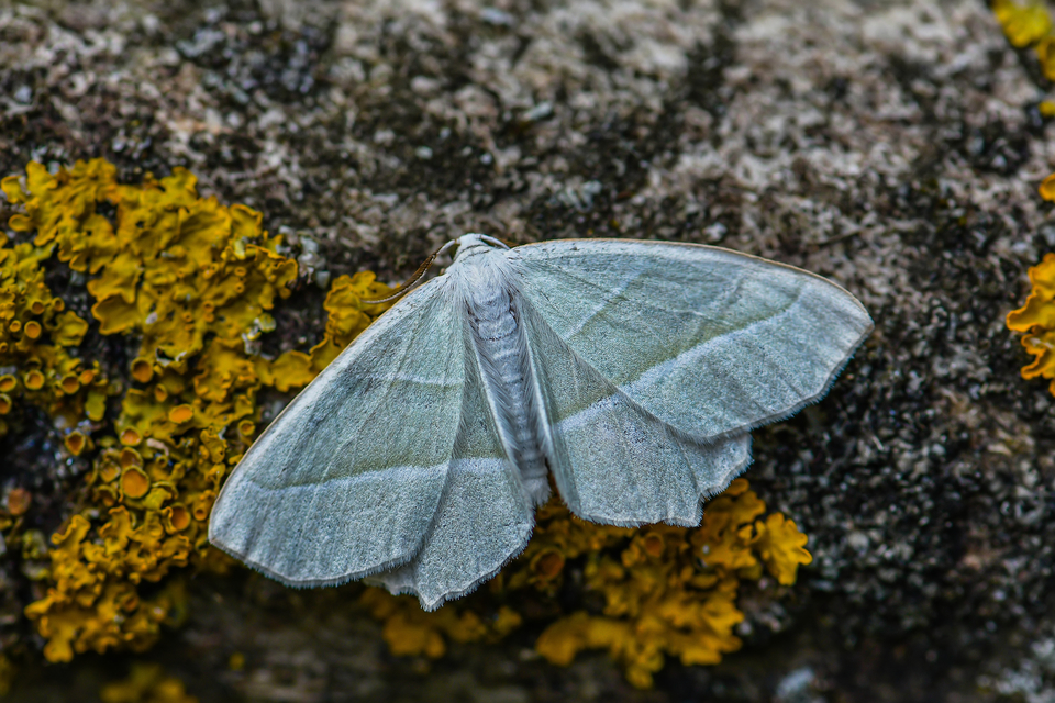 Campaea margaritaria - gyöngyházfényű zöldaraszoló Campaea margaritaria - gyöngyházfényű zöldaraszoló
