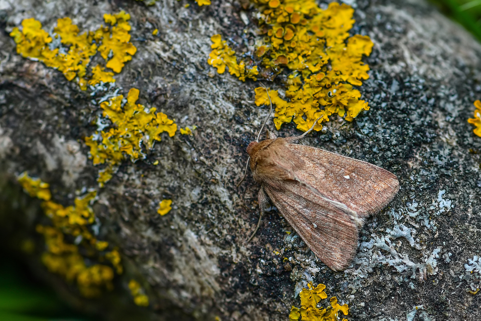 Mythimna albipuncta - fehérpettyes rétibagoly