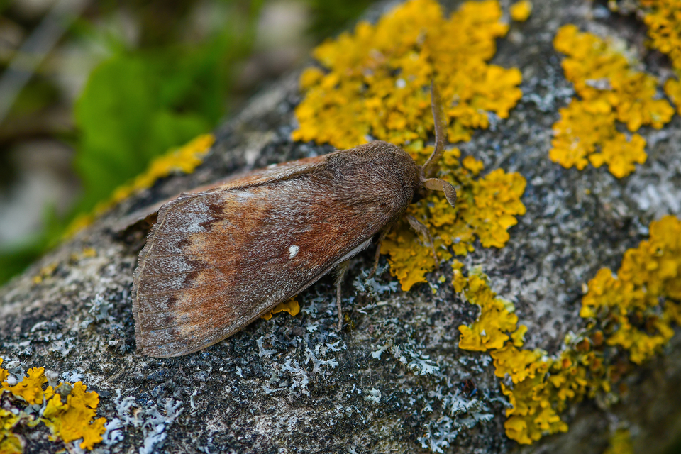 Dendrolimus pini - fenyőpohók