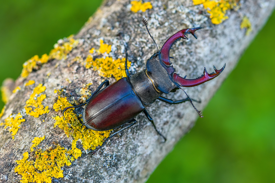 Lucanus cervus - nagy szarvasbogár