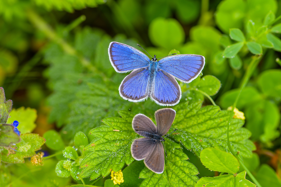 Plebejus argyrognomon - tintakék boglárka