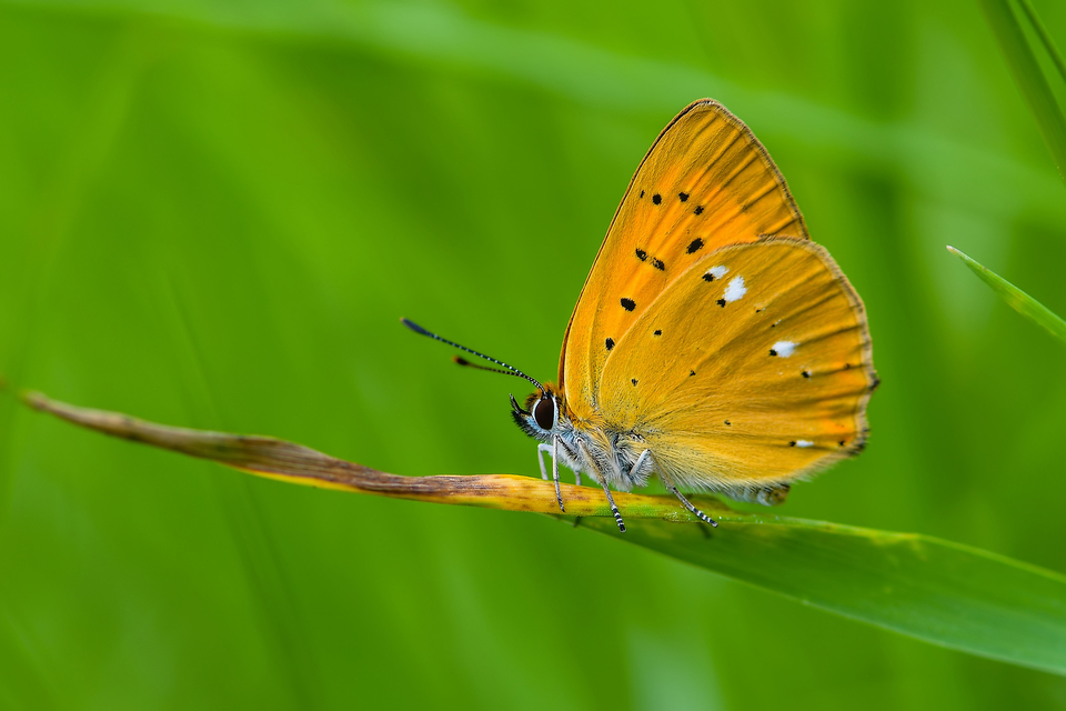 Lycaena virgaureae - arany-tűzlepke