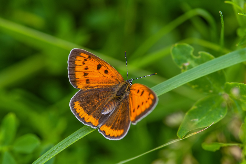 Lycaena dispar rutilus - nagy tűzlepke