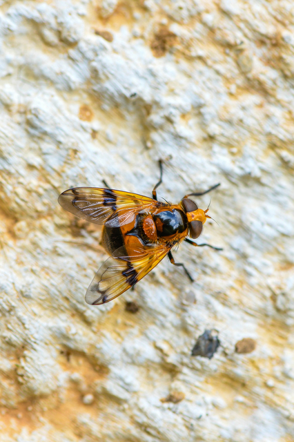 Volucella inflata - kis pihelégy