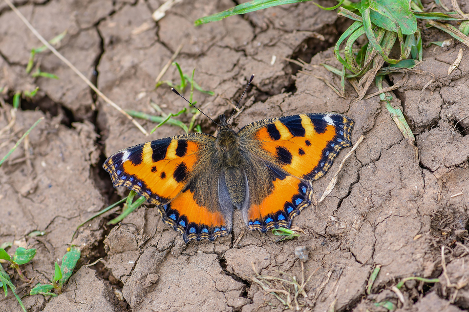 Nymphalis urticae - kis rókalepke