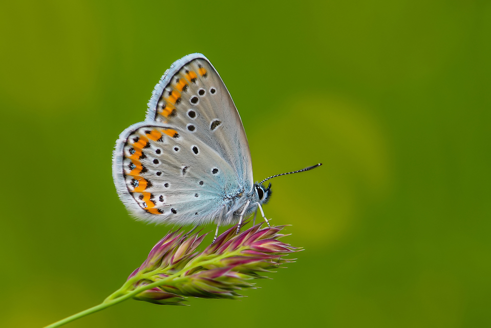 Plebejus argyrognomon - tintakék boglárka