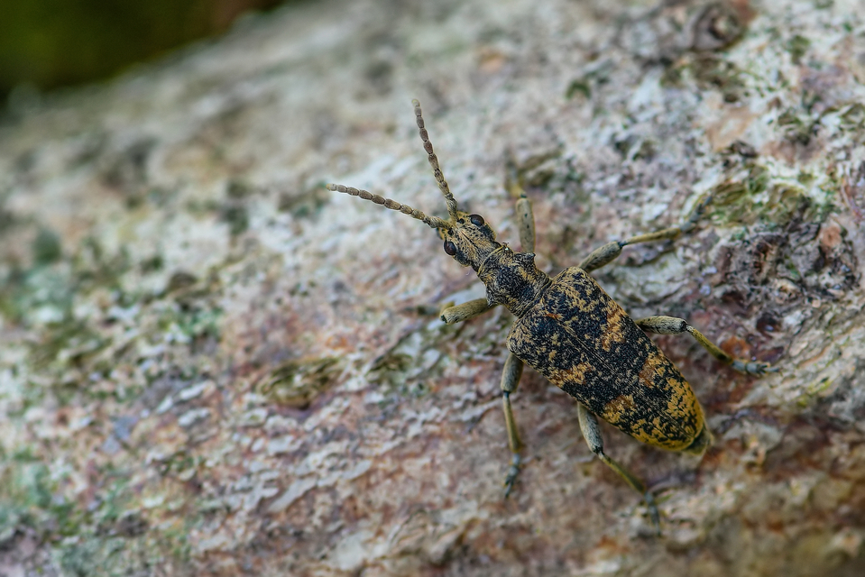 Rhagium sycophanta - tölgyes-tövisescincér