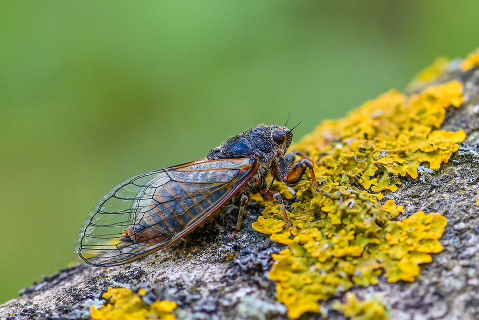 Cicadetta montana