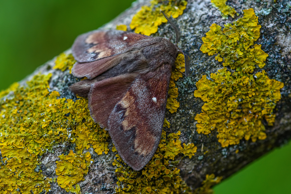 Dendrolimus pini - fenyőpohók