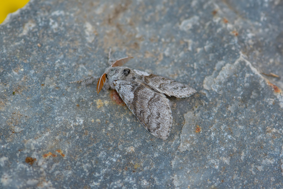 Calliteara pudibunda - hamvasszövő