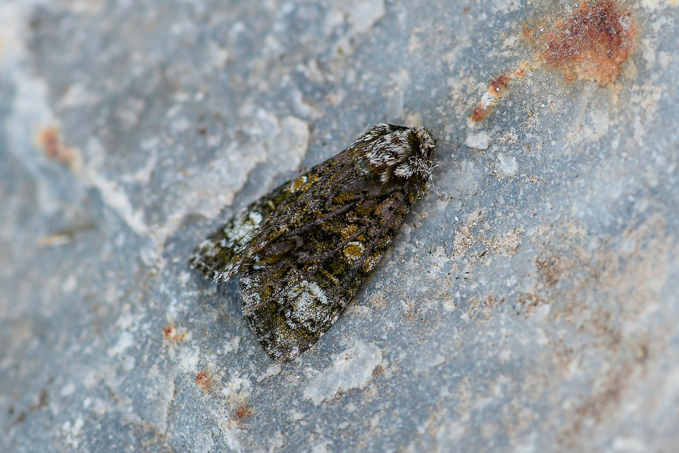 Craniophora ligustri - fagyalbagoly