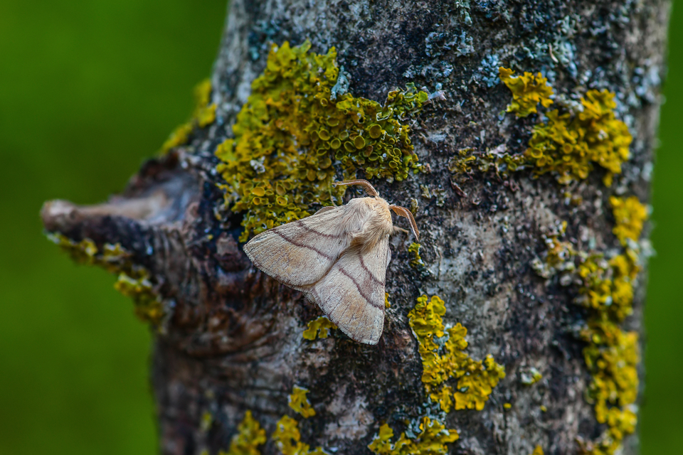 Malacosoma neustria - gyűrűsszövő