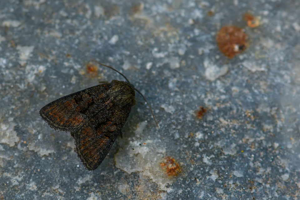 Oligia strigilis/latruncula/versicolor