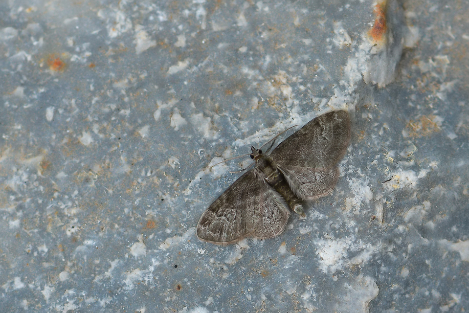 Pasiphila rectangulata - almavirág-araszoló