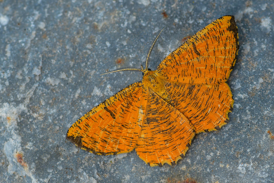 Angerona prunaria - sárga kökényaraszoló