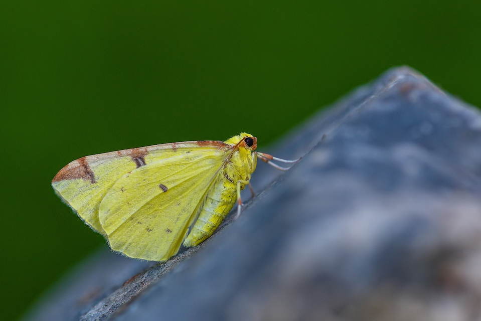 Opisthograptis luteolata - citromsárga araszoló