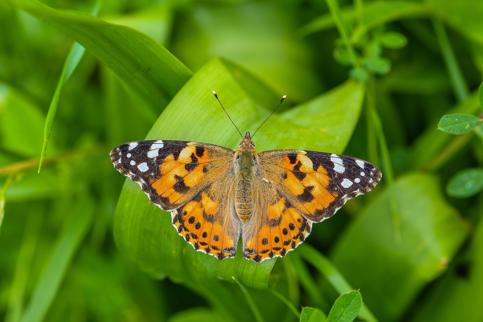 Vanessa cardui - bogáncslepke