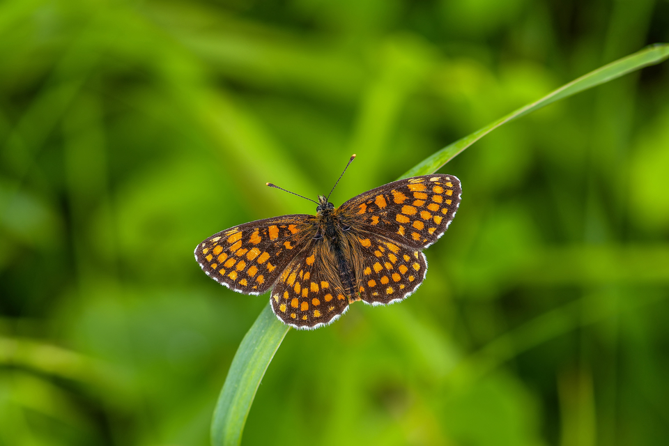Melitaea athalia - közönséges tarkalepke