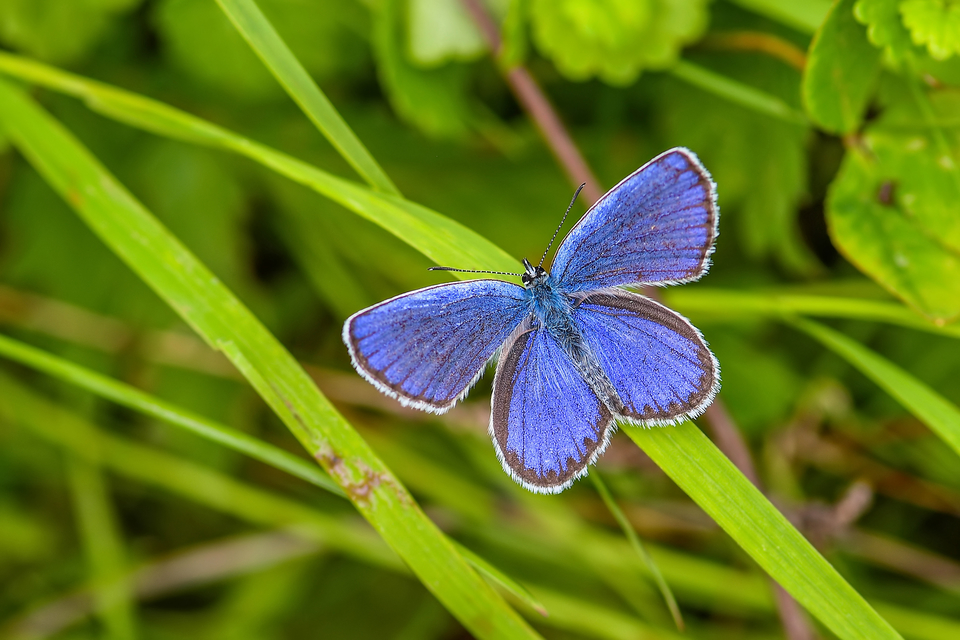 Plebejus argyrognomon - tintakék boglárka
