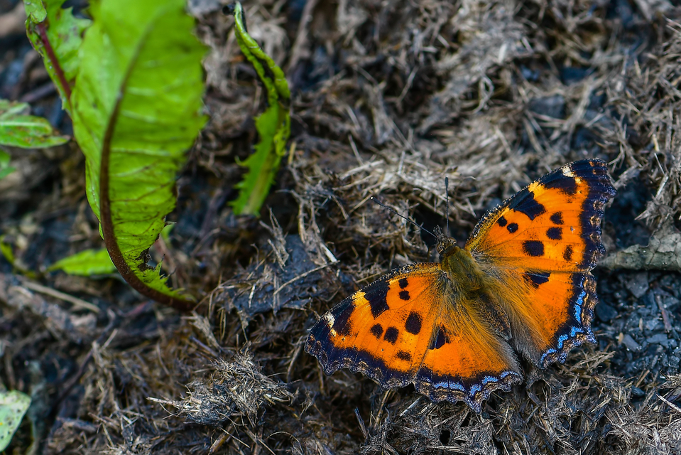 Nymphalis xanthomelas - vörös rókalepke