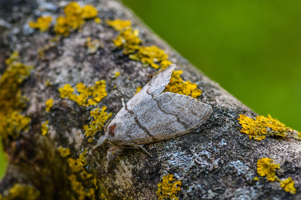 Calliteara pudibunda - hamvasszövő