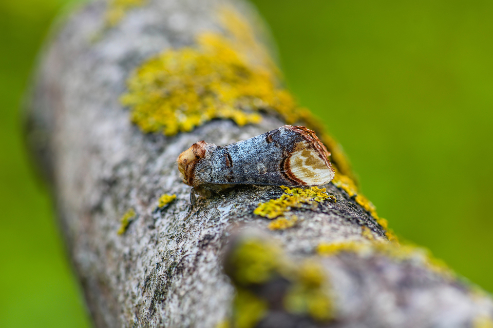 Phalera bucephala - sárgafoltos púposszövő