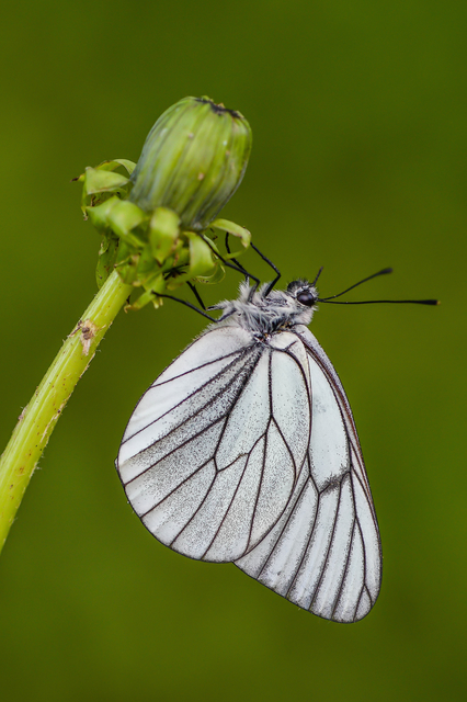 Aporia crataegi - galagonyalepke
