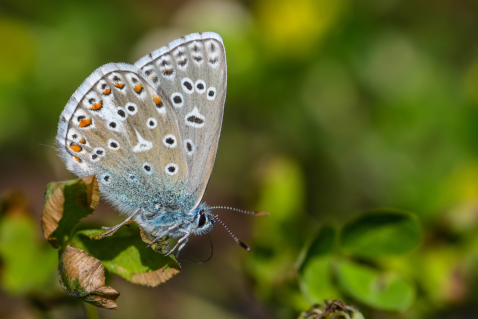 Polyommatus bellargus - égszínű boglárka