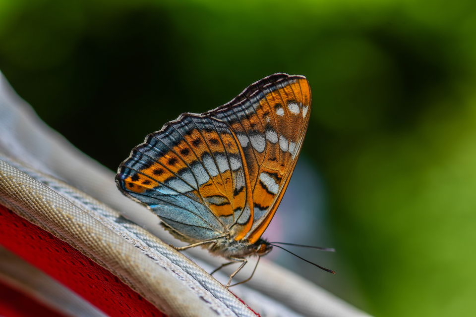 Limenitis populi - nagy nyárfalepke