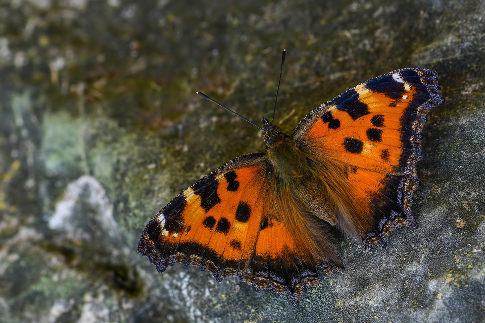 Nymphalis xanthomelas - vörös rókalepke