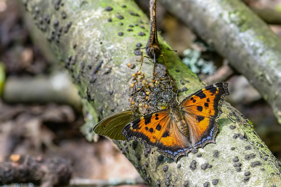 Nymphalis xanthomelas - vörös rókalepke