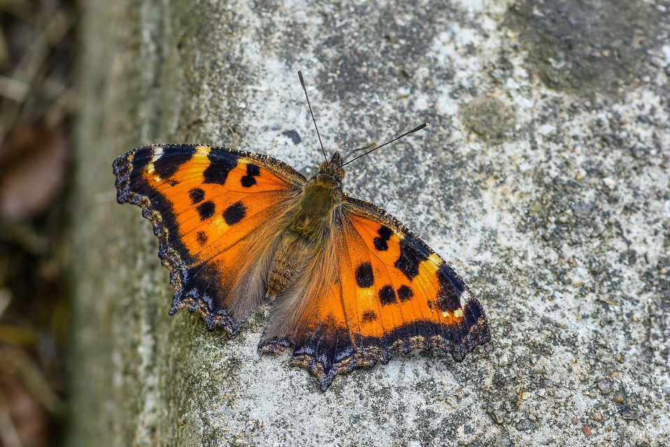 Nymphalis xanthomelas - vörös rókalepke