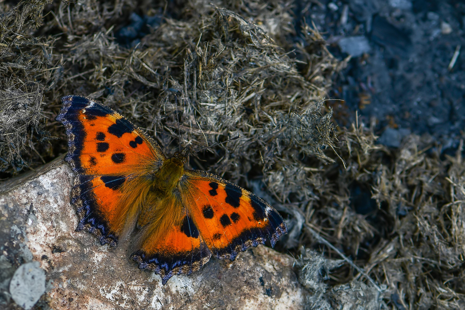 Nymphalis xanthomelas - vörös rókalepke