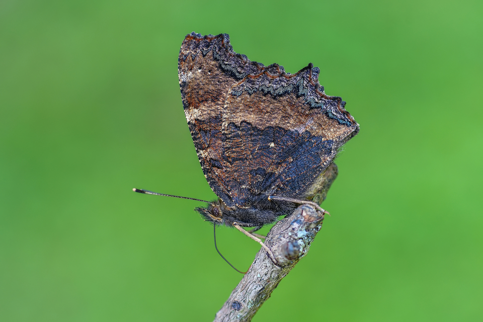 Nymphalis xanthomelas - vörös rókalepke