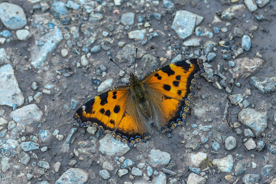 Nymphalis xanthomelas - vörös rókalepke