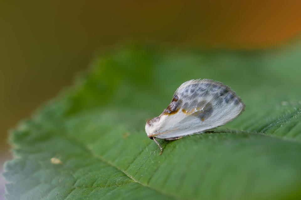 Cilix glaucata - törpe sarlósszövő