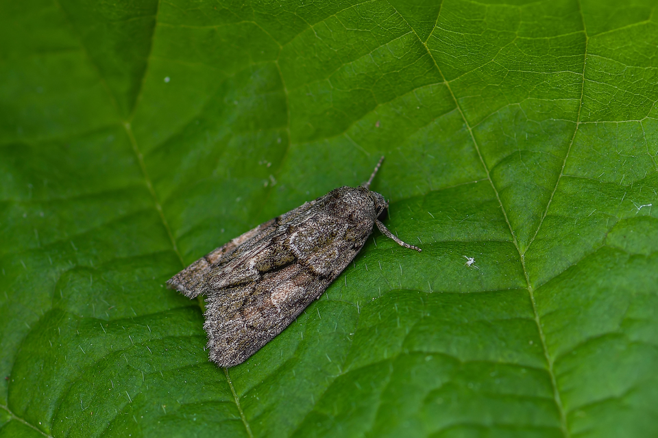 Cryphia fraudatricula - homoki zuzmóbagoly