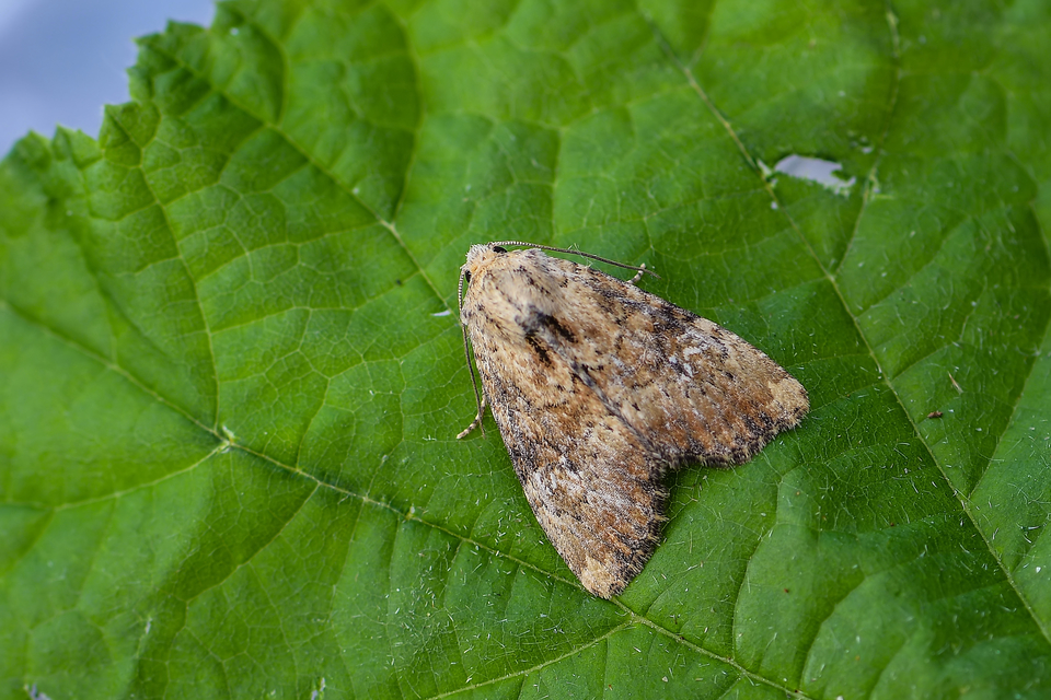 Loscopia scolopacina - csinos dudvabagoly