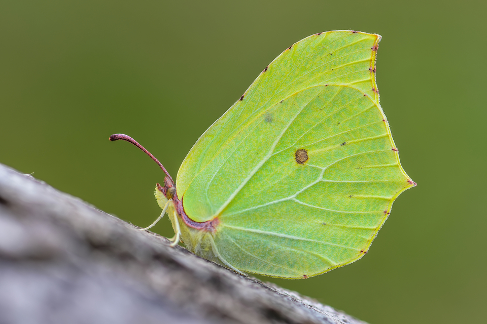 Gonepteryx rhamni - citromlepke